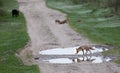 Red fox and wild boar in forest Royalty Free Stock Photo