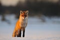 Red fox in winter Royalty Free Stock Photo