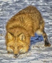 Red Fox In Winter Coat,photo Art