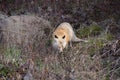 Red Fox in Winter Fur