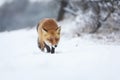 Red fox