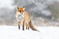 Red fox