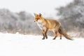 Red fox Royalty Free Stock Photo