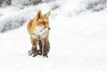 Red fox Royalty Free Stock Photo