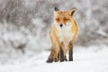 Red fox in the snow Royalty Free Stock Photo
