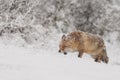 Red fox in a winter landschap,