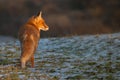 Red fox in winter light Royalty Free Stock Photo