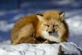 Red Fox winter Royalty Free Stock Photo