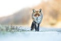 Red fox