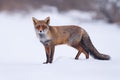 Red fox