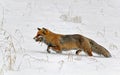 Red fox witha vole