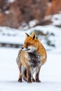 Red fox (Vulpes vulpes) in the snow Royalty Free Stock Photo