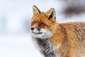 Red fox (Vulpes vulpes) in the snow Royalty Free Stock Photo