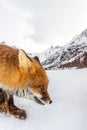 Red fox (Vulpes vulpes) in the snow Royalty Free Stock Photo