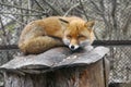 Red fox in zoo Royalty Free Stock Photo