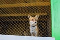 Red fox in the zoo cage Royalty Free Stock Photo