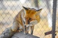 The red fox in the zoo crawls around the cage and looks around Royalty Free Stock Photo