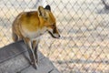 The red fox in the zoo crawls around the cage and looks around Royalty Free Stock Photo