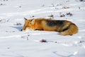 Red Fox Sleeping Royalty Free Stock Photo