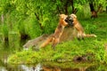 Red foxes fighting and snarling Royalty Free Stock Photo