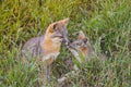 Red foxes playing in the grass Royalty Free Stock Photo