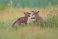 Red foxes playing and interacting in a tall grassy meadow