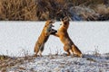 Red Foxes - Vulpes vulpes fighting.