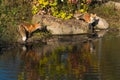 Red Foxes Vulpes vulpes Stand at Edge of Water of Pond Island Autumn