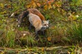 Red Foxes Vulpes vulpes Stand Near Island Edge Looking Out Autumn