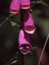 red foxglove flowers are visited