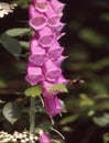 red foxglove flowers are visited