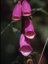 red foxglove flowers