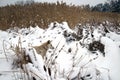 Red foxy dog hunting in the reeds in the frozen lake Royalty Free Stock Photo