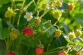 Red Fragaria Or Wild Strawberries, Growing Organic Wild Fragaria . Ripe Berry In Garden. Natural Organic Healthy Food Royalty Free Stock Photo