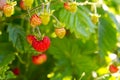 Red Fragaria Or Wild Strawberries, Growing Organic Wild Fragaria . Ripe Berry In Garden. Natural Organic Healthy Food Royalty Free Stock Photo