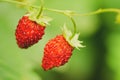 Red Fragaria, Wild Strawberries. Growing Organic Wild Ripe Straw Royalty Free Stock Photo