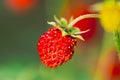 Red Fragaria Or Wild Strawberries, Wild Strawberry. Growing Organic Wild Strawberry. Ripe Berry In Fruit Garden Royalty Free Stock Photo