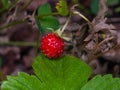 Red Fragaria Or Wild Strawberry on branch with leaf macro, selective focus, shallow DOF Royalty Free Stock Photo