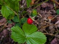 Red Fragaria Or Wild Strawberry on branch with leaf macro, selective focus, shallow DOF Royalty Free Stock Photo