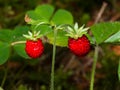 Red Fragaria Or Wild Strawberry on branch with leaf macro, selective focus, shallow DOF Royalty Free Stock Photo