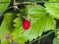 Red Fragaria Or Wild Strawberry on branch with leaf macro, selective focus, shallow DOF Royalty Free Stock Photo