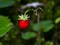 Red Fragaria Or Wild Strawberry on branch macro, selective focus, shallow DOF Royalty Free Stock Photo