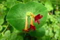 Red Fragrant Honeysuckle Flowers Royalty Free Stock Photo