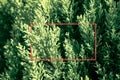 Red frame on the background of a green bush of western thuja Royalty Free Stock Photo