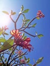 Red Frangipani and branches
