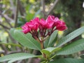 Red frangipani flower