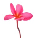 Red frangipani flower Royalty Free Stock Photo