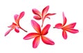 Red frangipani flower isolated on white background Royalty Free Stock Photo