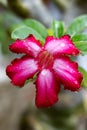 Red frangipani flower. Japanese frangipani flower