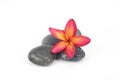 Red frangipani flower with zen stones Royalty Free Stock Photo